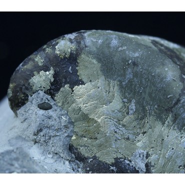 Gasterópodo fósil F2876