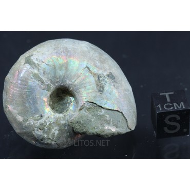 Fósil Ammonite Puzosia F2881
