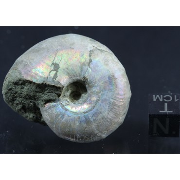Fósil Ammonite Puzosia F2881