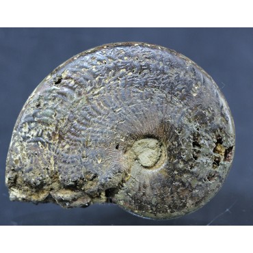 Fósil Ammonite F2896