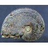 Fósil Ammonite F2896