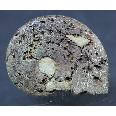 Fósil Ammonite F2896