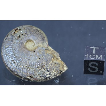 Fósil Ammonite F2896