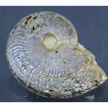 Fósil Ammonite F2896