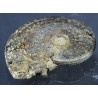 Fósil Ammonite F2896