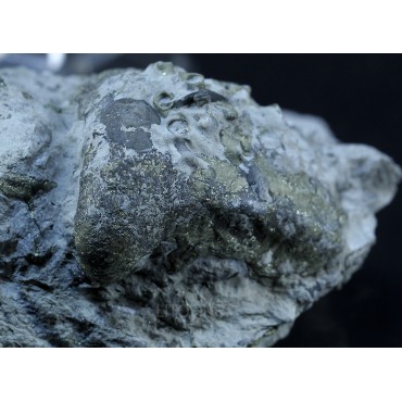 Gasterópodo fósil F2918