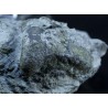 Gasterópodo fósil F2918
