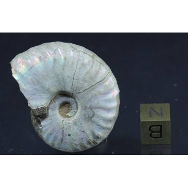 Fósil Ammonite Beudanticeras F2921