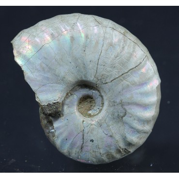 Fósil Ammonite Beudanticeras F2921