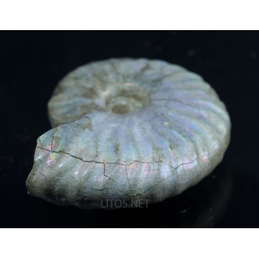 Fósil Ammonite Beudanticeras F2921