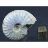 Fósil Ammonite Beudanticeras F2921