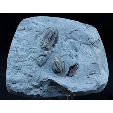 Fósil Trilobite Flexicalimene F2926 Fósil Trilobite Flexicalimene F2926