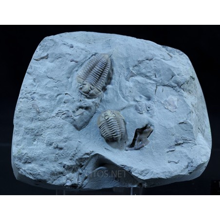 Fósil Trilobite Flexicalimene F2926