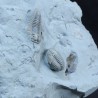 Fósil Trilobite Flexicalimene F2926