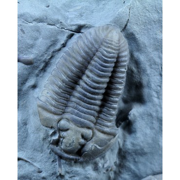 Fósil Trilobite Flexicalimene F2926