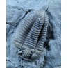 Fósil Trilobite Flexicalimene F2926