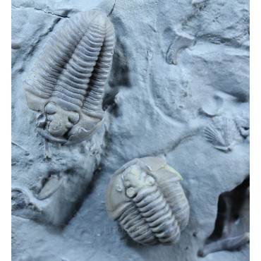 Fósil Trilobite Flexicalimene F2926