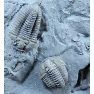 Fósil Trilobite Flexicalimene F2926