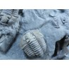 Fósil Trilobite Flexicalimene F2926