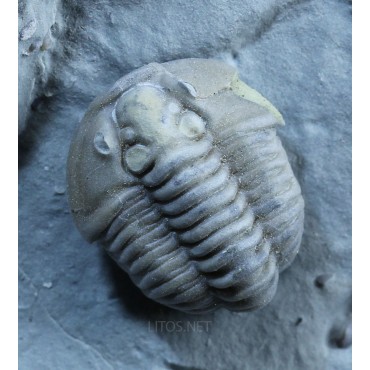 Fósil Trilobite Flexicalimene F2926