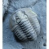 Fósil Trilobite Flexicalimene F2926