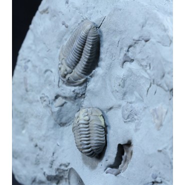 Fósil Trilobite Flexicalimene F2926