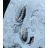 Fósil Trilobite Flexicalimene F2926