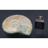 Fósil Ammonite cleoniceras F2977
