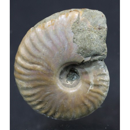 Fósil Ammonite cleoniceras F2977 Fósil Ammonite cleoniceras F2977