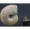 Fósil Ammonite cleoniceras F2977