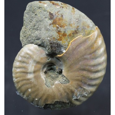 Fósil Ammonite cleoniceras F2977