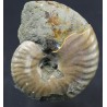 Fósil Ammonite cleoniceras F2977