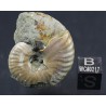 Fósil Ammonite cleoniceras F2977