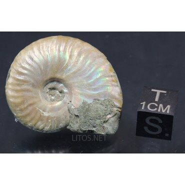 Fósil Ammonite cleoniceras F2977