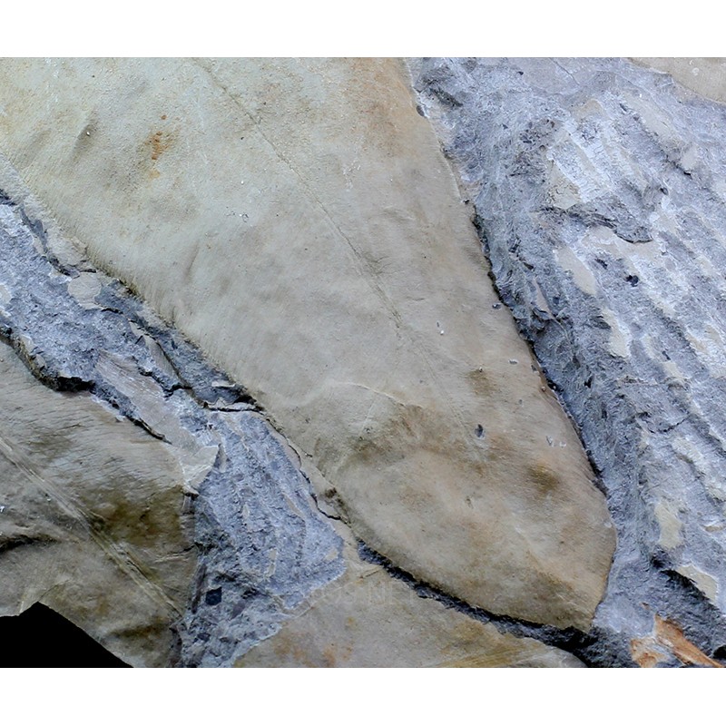 Fósil Glossopteris brownii F3034