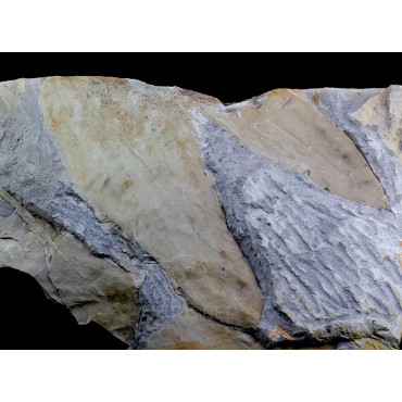 Fósil Glossopteris brownii F3034