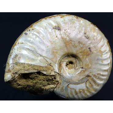 Fósil Ammonite cleoniceras F3035