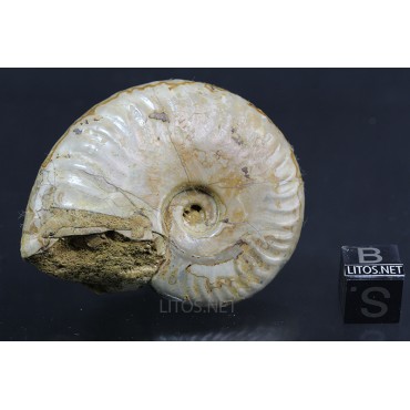 Fósil Ammonite cleoniceras F3035