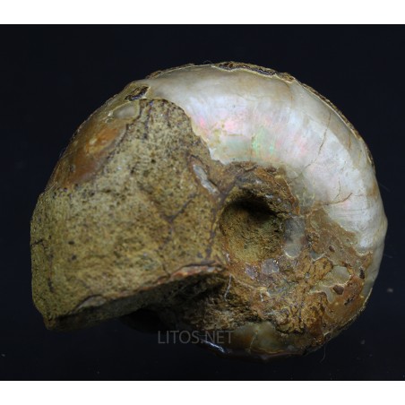 Fósil Ammonite puzosia F3036