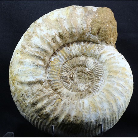 Fósil Ammonite perisphinctes F3051