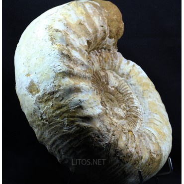 Fósil Ammonite perisphinctes F3051