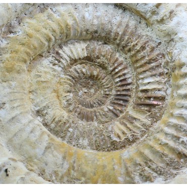 Fósil Ammonite perisphinctes F3051