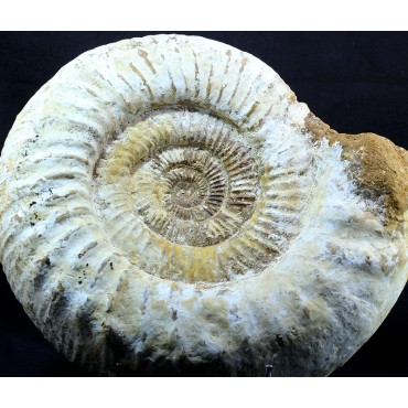 Fósil Ammonite perisphinctes F3051