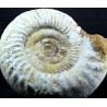 Fósil Ammonite perisphinctes F3051