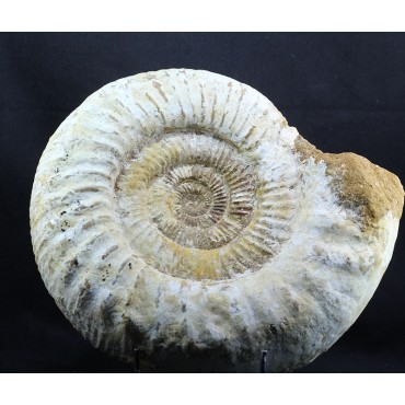 Fósil Ammonite perisphinctes F3051