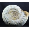 Fósil Ammonite perisphinctes F3051