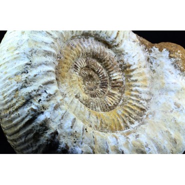 Fósil Ammonite perisphinctes F3051