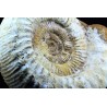 Fósil Ammonite perisphinctes F3051