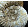 Fósil Ammonite perisphinctes F3051