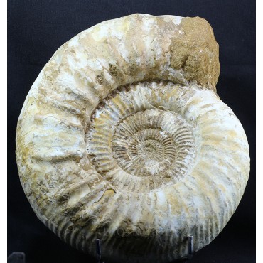 Fósil Ammonite perisphinctes F3051